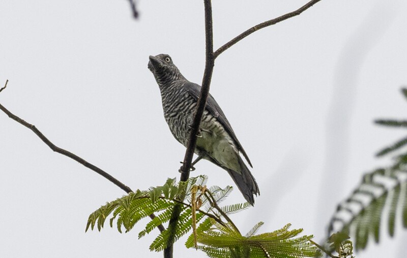 Mindanao Cuckooshrike (Coracina kochii) photo