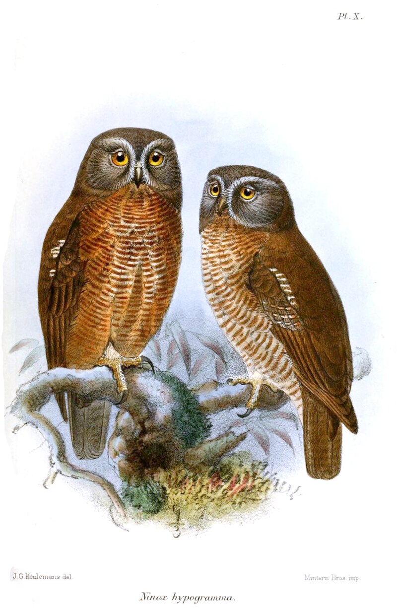Halmahera Boobook (Ninox hypogramma) photo