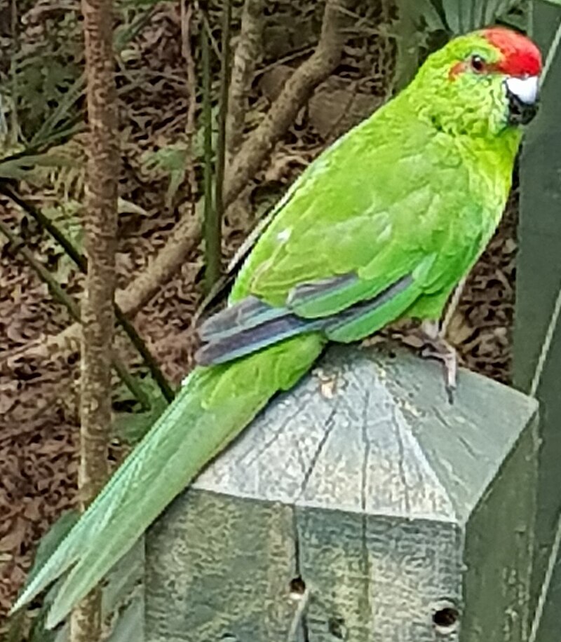 Norfolk Island Parakeet (Cyanoramphus cookii) photo