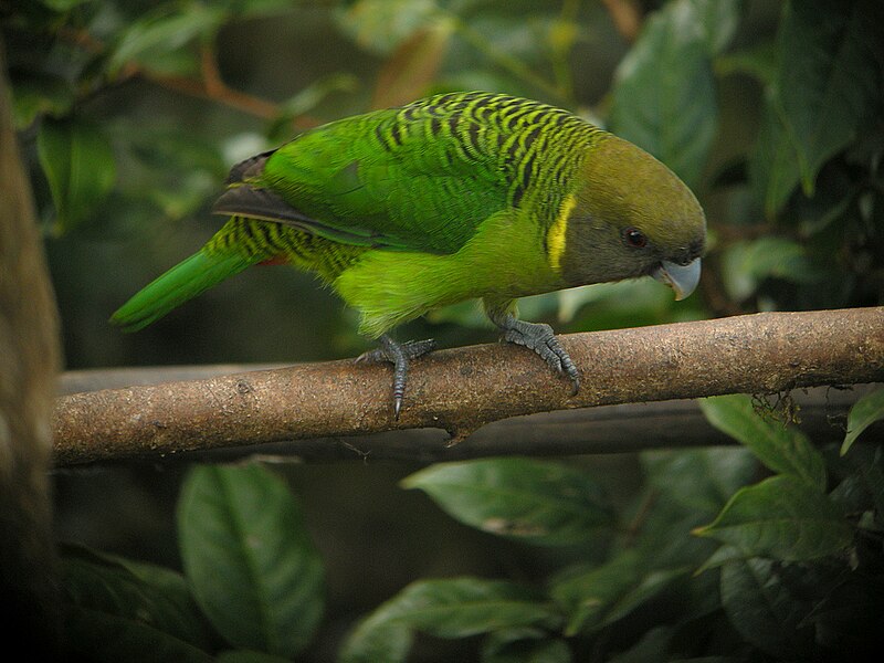 Brehm's Tiger-Parrot (Psittacella brehmii) photo