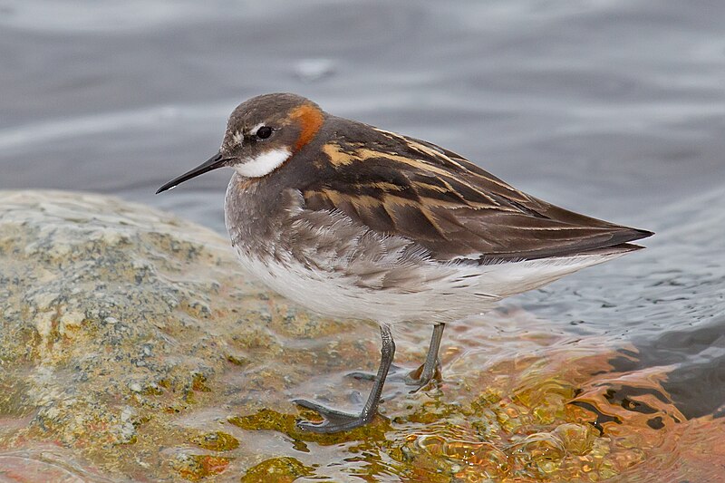 Red-necked Phalarope (Phalaropus lobatus) photo