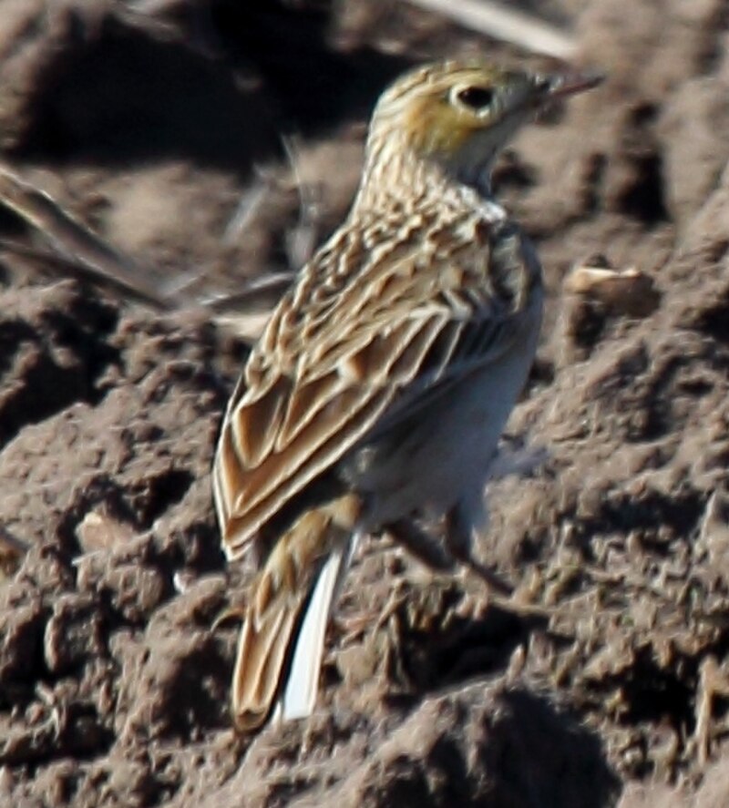 Sprague's Pipit (Anthus spragueii) photo