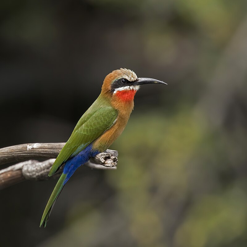 White-fronted Bee-eater (Merops bullockoides) photo