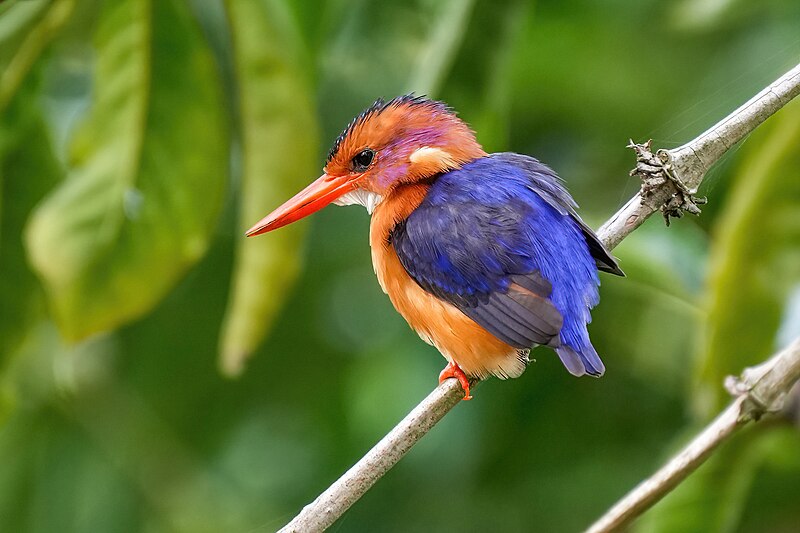 African Pygmy Kingfisher (Ispidina picta) photo