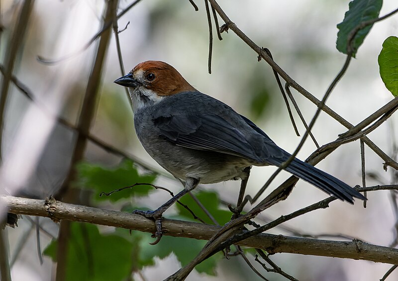 Rufous-eared Brushfinch (Atlapetes rufigenis) photo