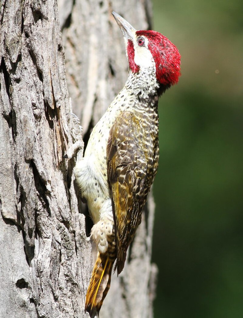 Bennett's Woodpecker (Campethera bennettii) photo