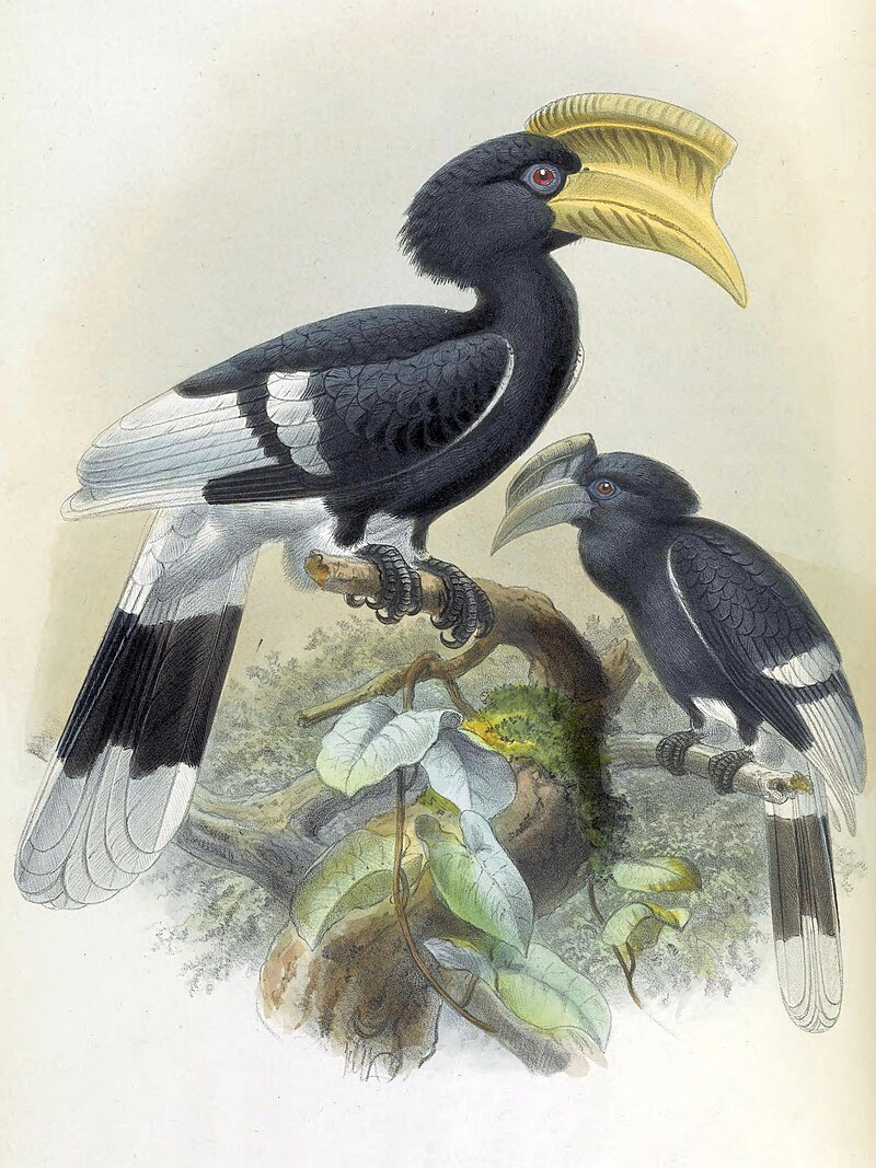 Brown-cheeked Hornbill (Bycanistes cylindricus) photo