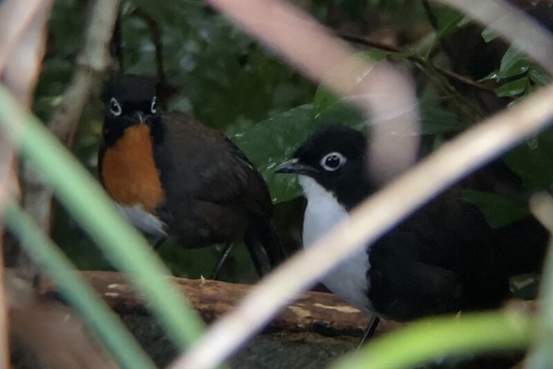 Chowchilla (Orthonyx spaldingii) photo
