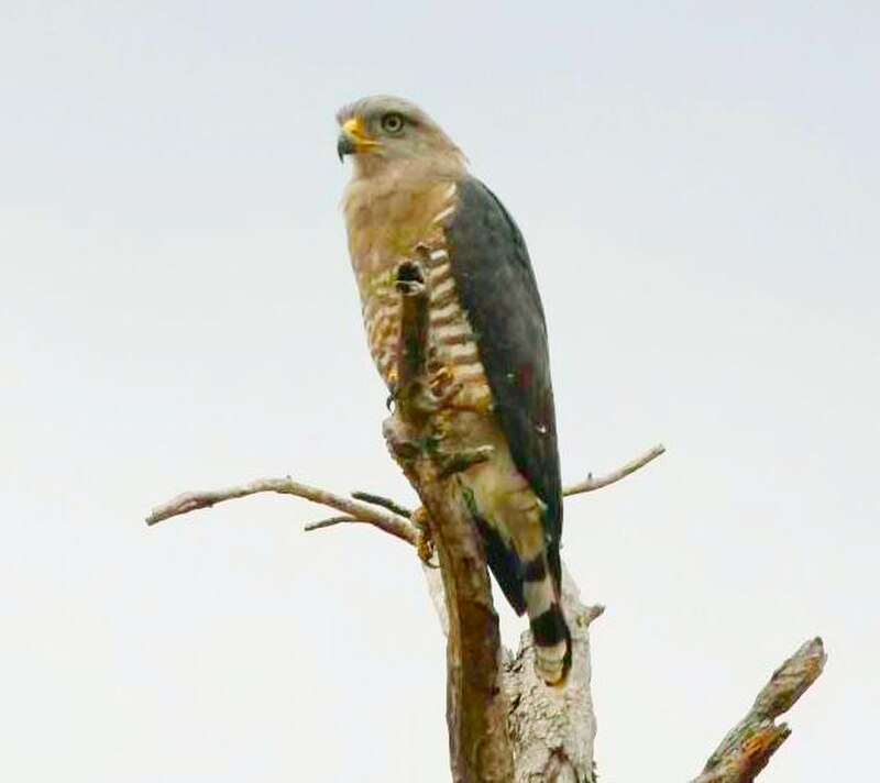 Southern Banded Snake-Eagle (Circaetus fasciolatus) photo