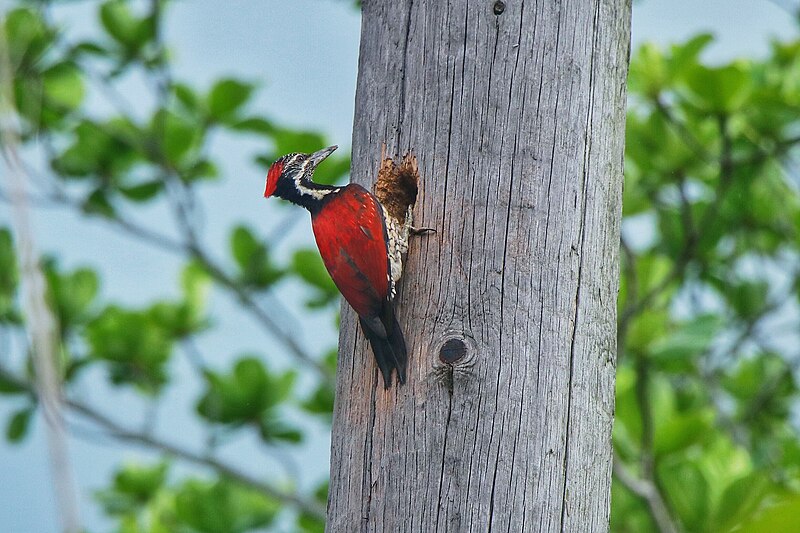 Crimson-backed Flameback (Chrysocolaptes stricklandi) photo