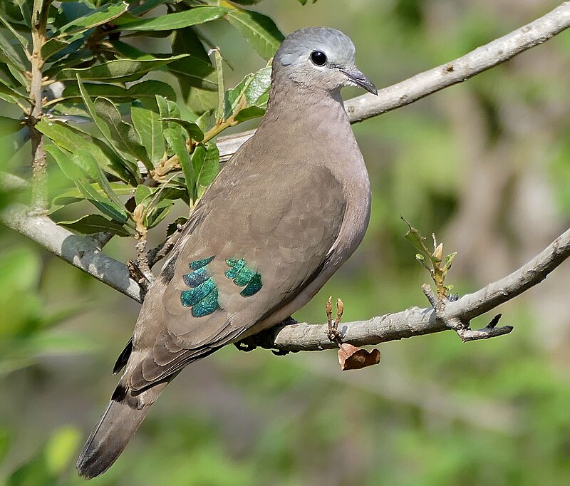Emerald-spotted Wood-Dove (Turtur chalcospilos) photo