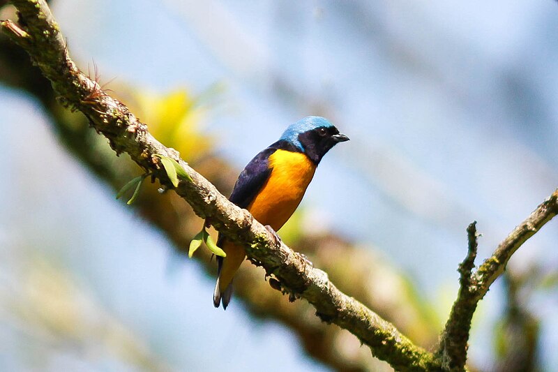 Golden-rumped Euphonia (Chlorophonia cyanocephala) photo