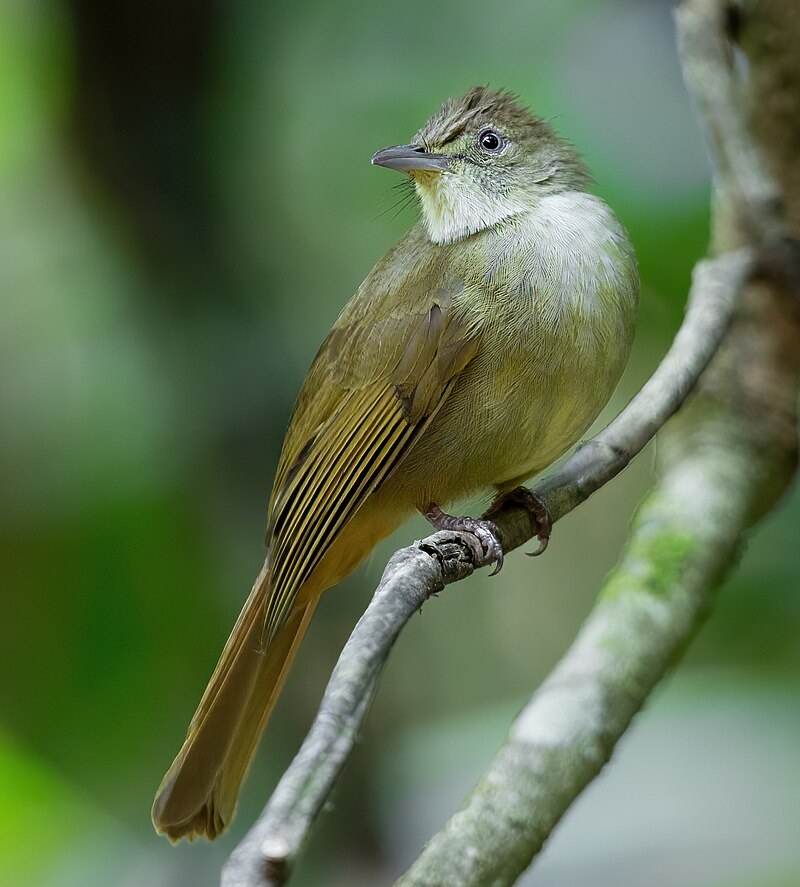 Gray-eyed Bulbul (Iole propinqua) photo