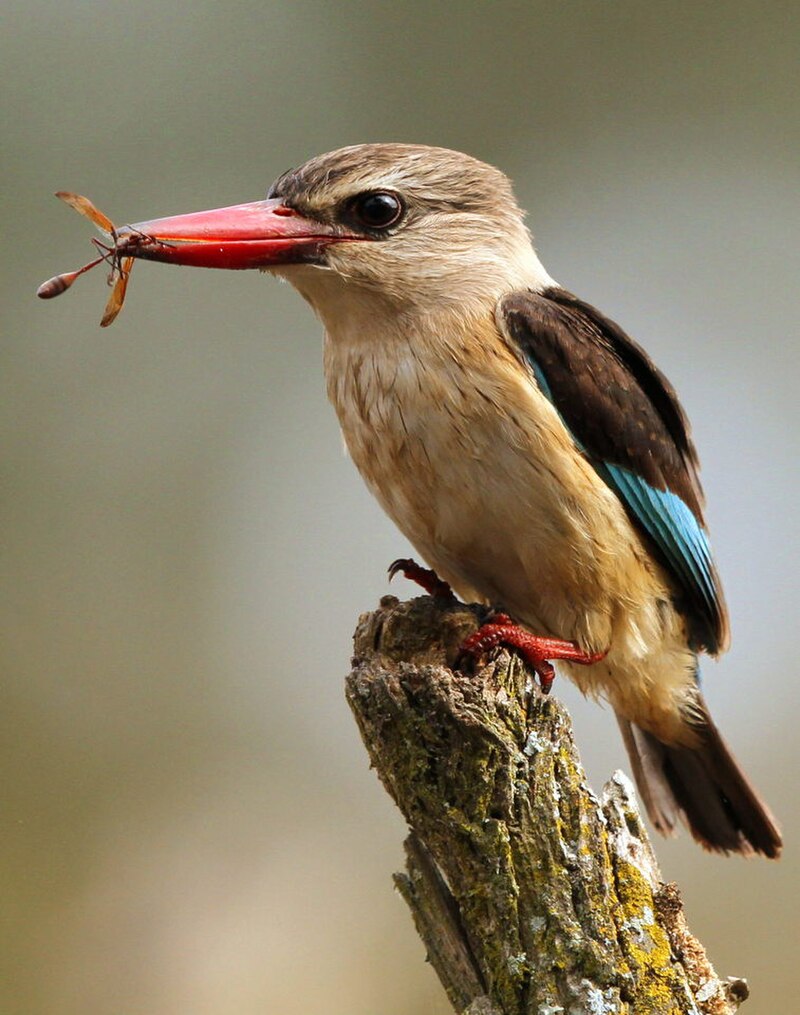 Brown-hooded Kingfisher (Halcyon albiventris) photo