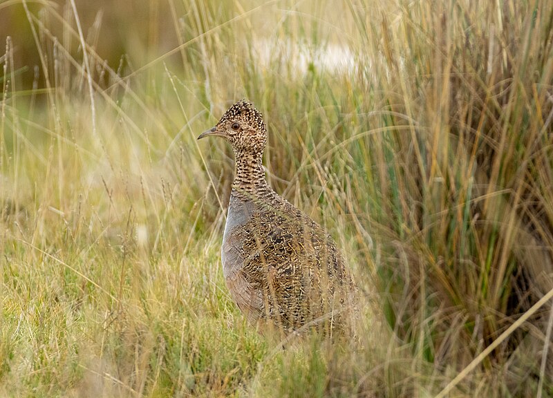 Ornate Tinamou (Nothoprocta ornata) photo