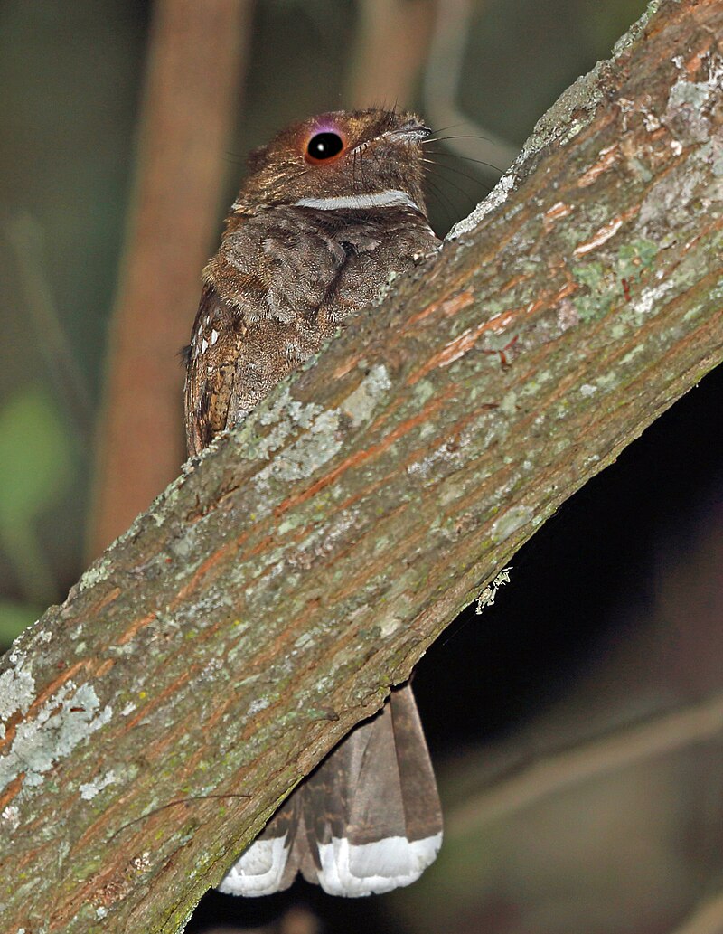 Eared Poorwill (Nyctiphrynus mcleodii) photo