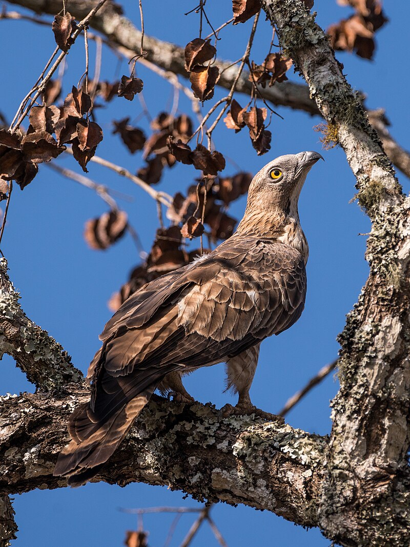 Oriental Honey-buzzard (Pernis ptilorhynchus) photo