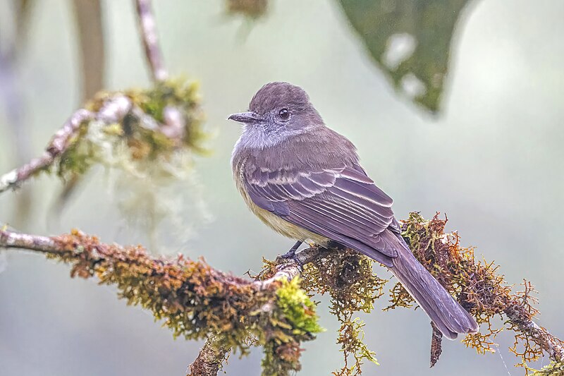 Pale-edged Flycatcher (Myiarchus cephalotes) photo