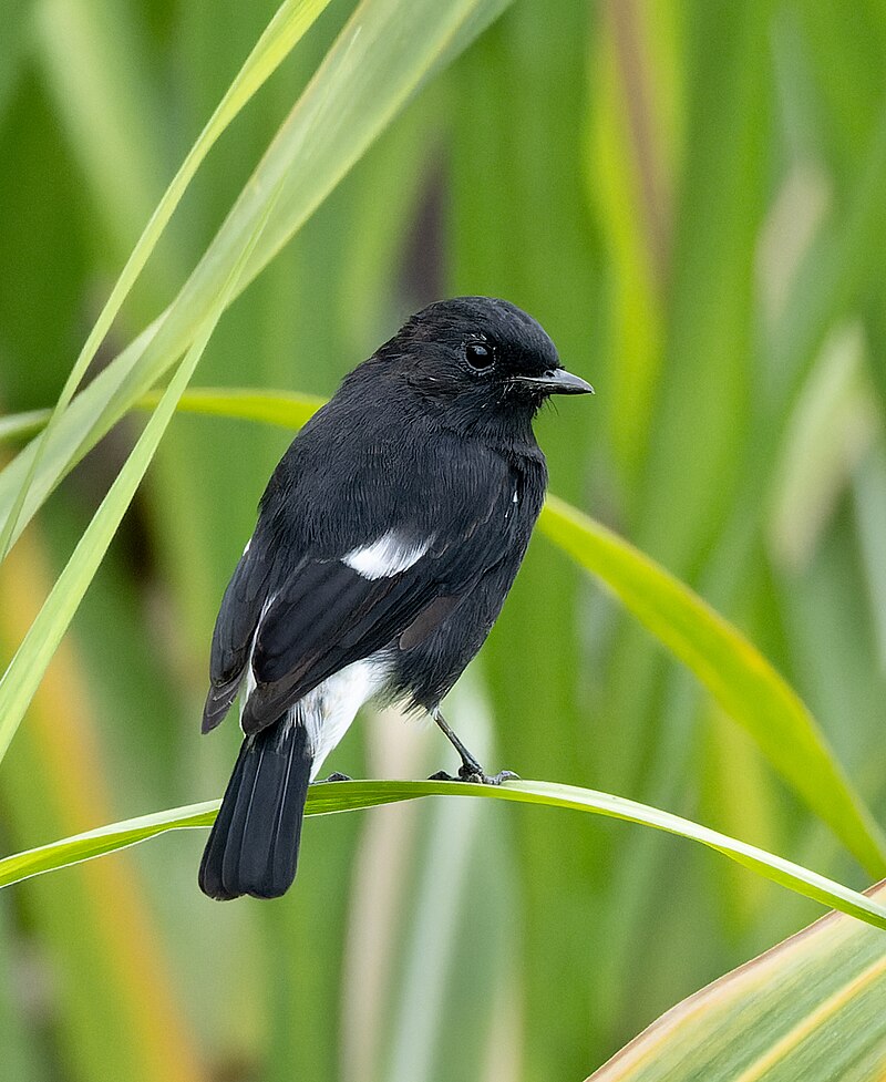 Pied Bushchat (Saxicola caprata) photo