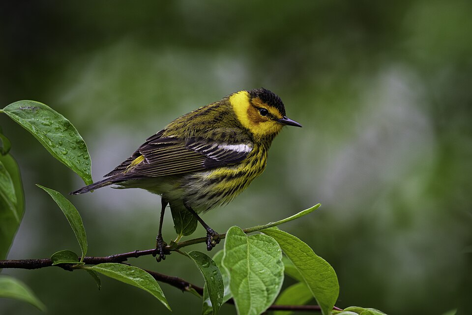Cape May Warbler (Setophaga tigrina)
