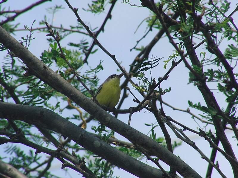 Maracaibo Tody-Flycatcher (Todirostrum viridanum) photo