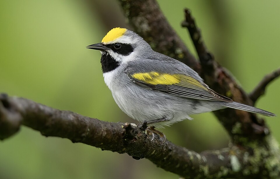 Golden-winged Warbler (Vermivora chrysoptera)