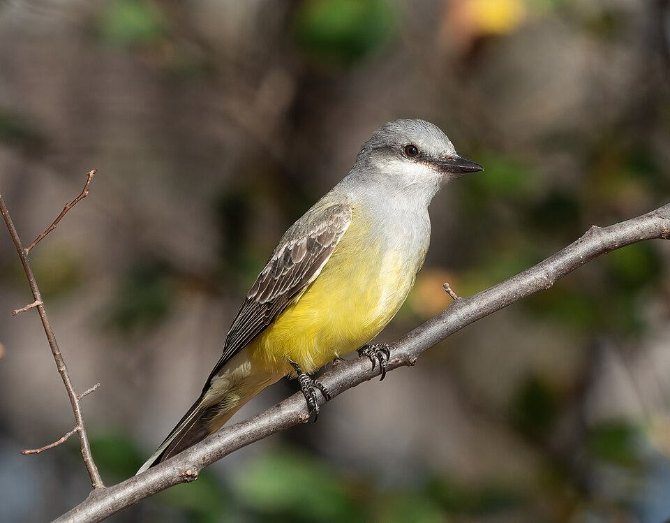 Western Kingbird (Tyrannus verticalis)