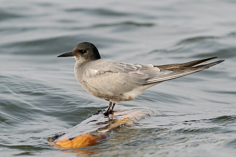 Black Tern (Chlidonias niger)