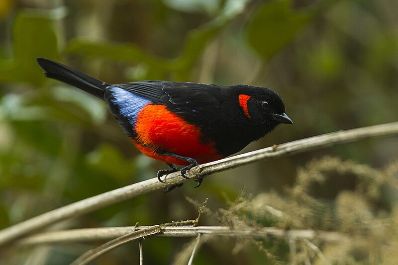 Scarlet-bellied Mountain Tanager (Anisognathus igniventris) photo