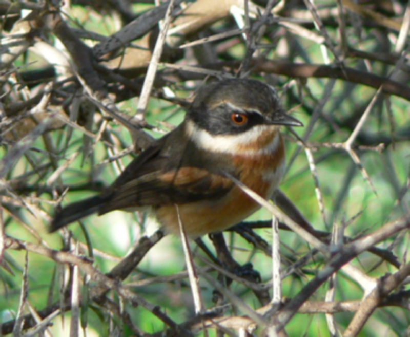 Cape Batis (Batis capensis) photo