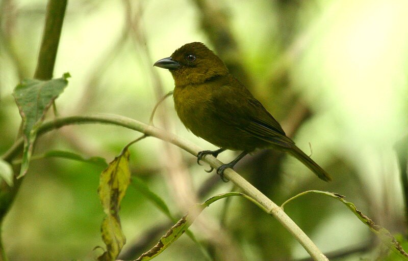 Carmiol's Tanager (Chlorothraupis carmioli) photo