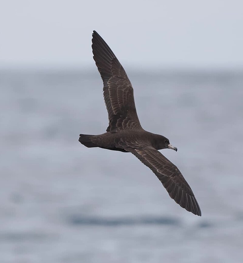 Flesh-footed Shearwater (Ardenna carneipes) photo