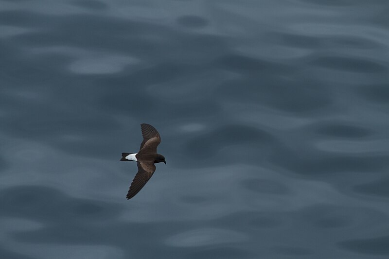 Wedge-rumped Storm-Petrel (Hydrobates tethys) photo