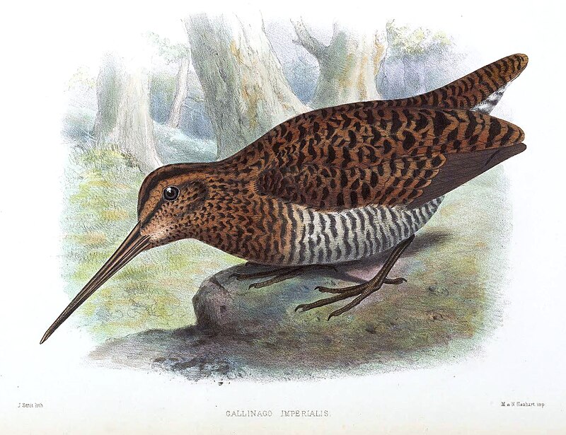 Imperial Snipe (Gallinago imperialis) photo