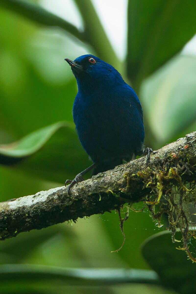 Indigo Flowerpiercer (Diglossa indigotica) photo