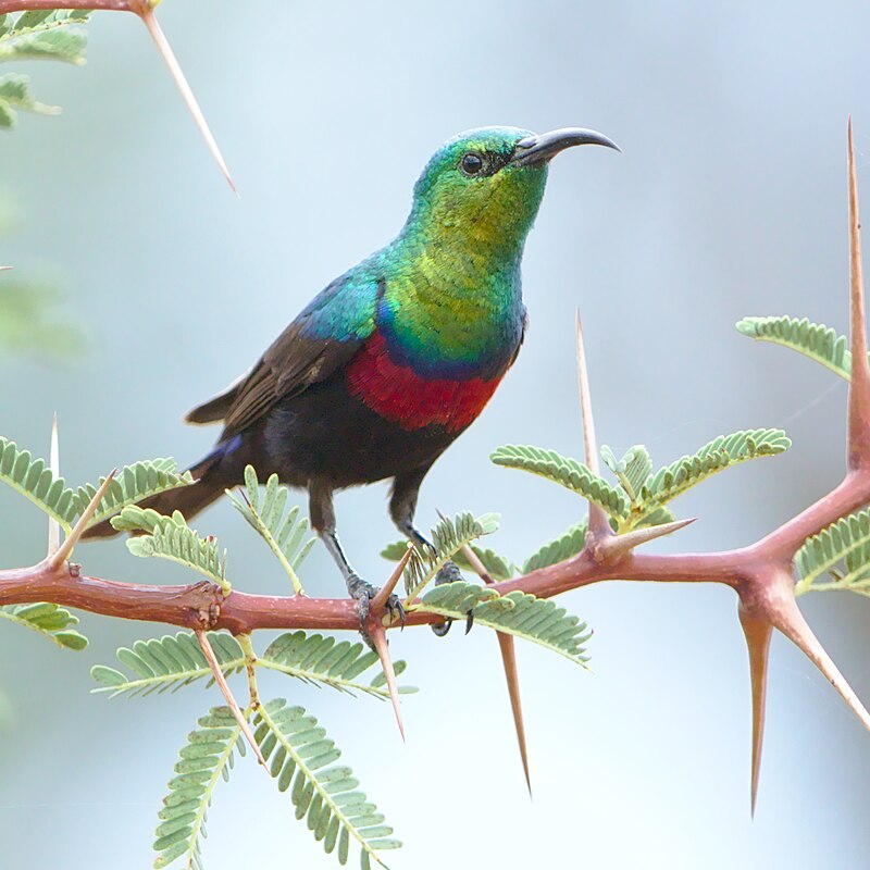 Marico Sunbird (Cinnyris mariquensis) photo
