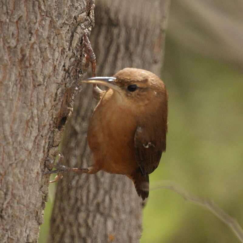Grenada Wren (Troglodytes grenadensis) photo