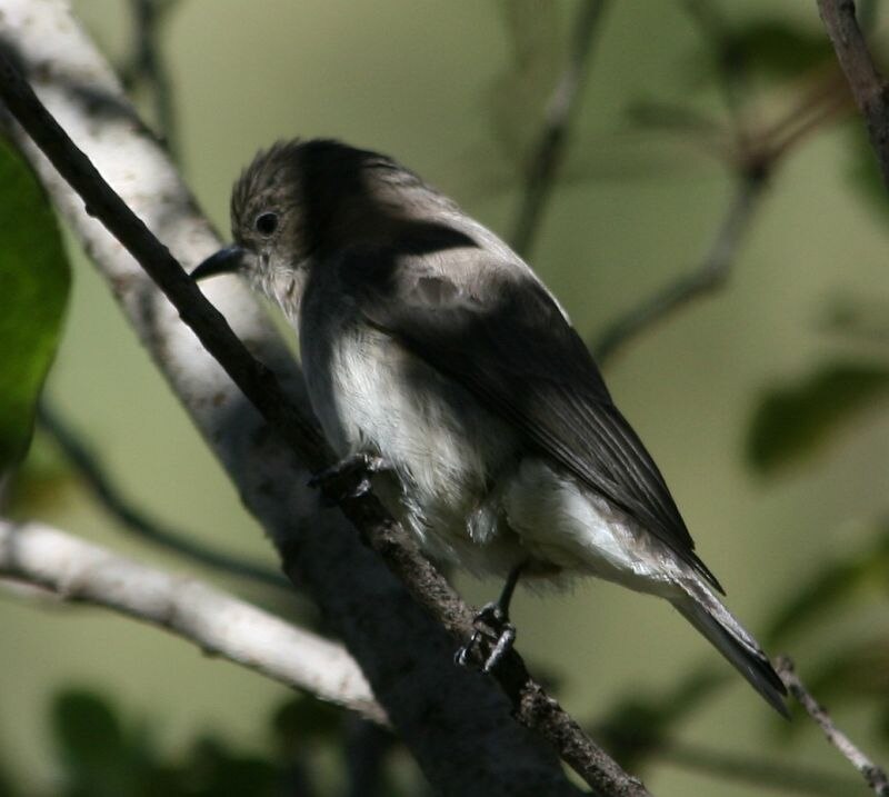 Brown-backed Honeybird (Prodotiscus regulus) photo