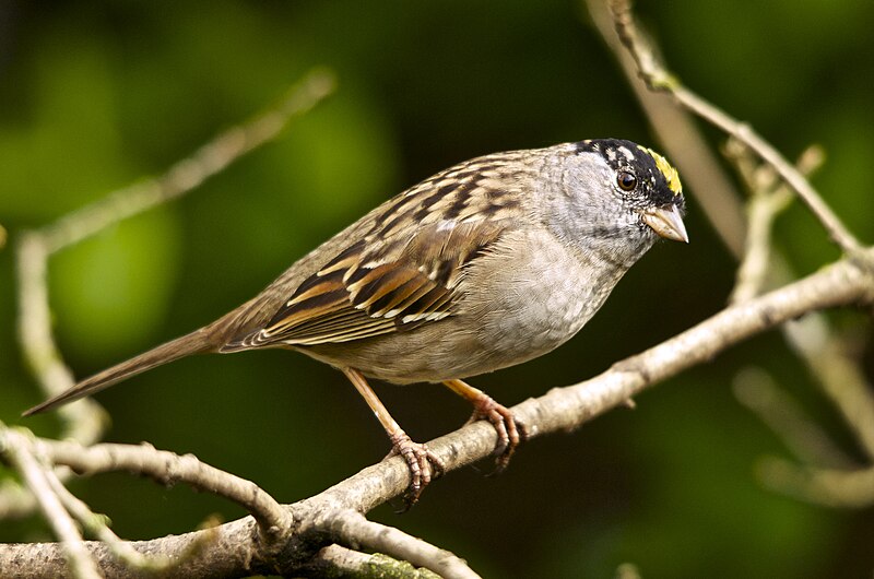 Golden-crowned Sparrow (Zonotrichia atricapilla) photo