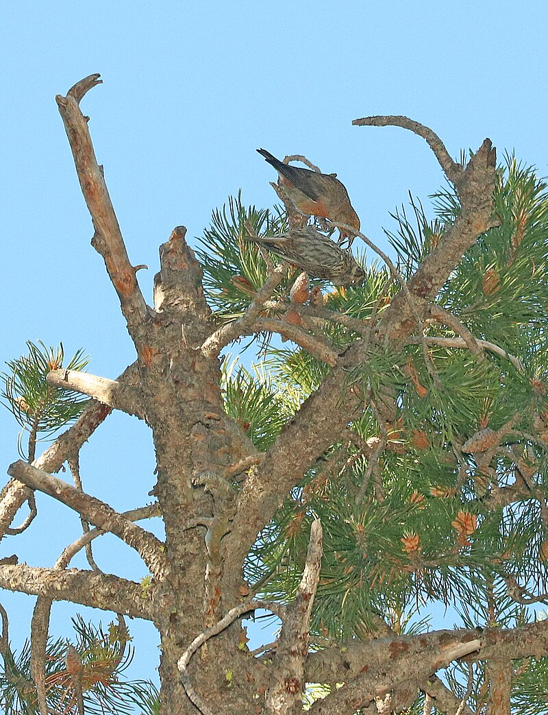 Cassia Crossbill (Loxia sinesciuris) photo
