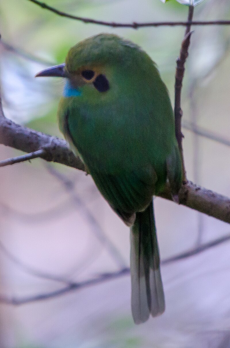Blue-throated Motmot (Aspatha gularis) photo
