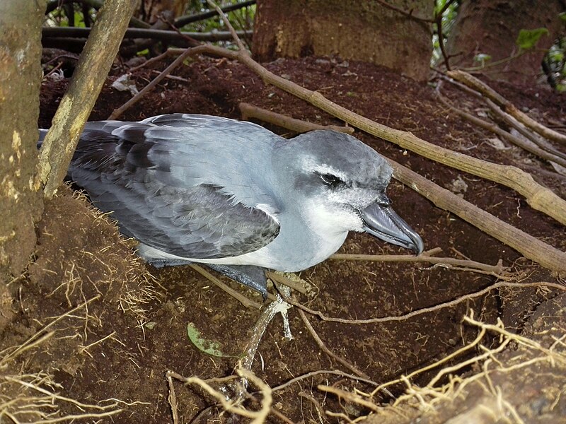 Broad-billed Prion (Pachyptila vittata) photo