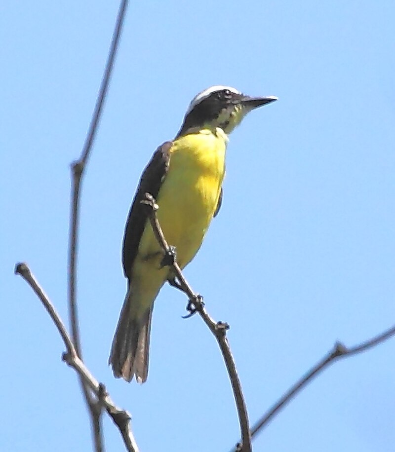 Yellow-throated Flycatcher (Conopias parvus) photo