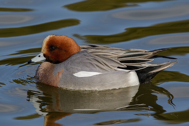 Eurasian Wigeon (Mareca penelope) photo