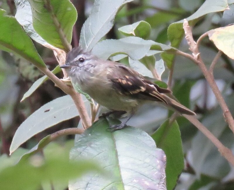 Tawny-rumped Tyrannulet (Tyranniscus uropygialis) photo