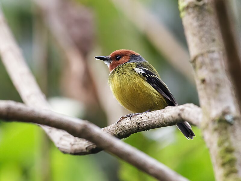 Johnson's Tody-Flycatcher (Poecilotriccus luluae) photo