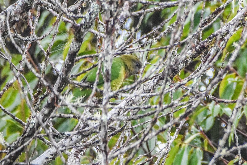 Modest Tiger-Parrot (Psittacella modesta) photo