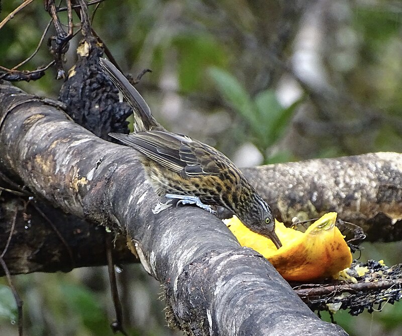 Rufous-backed Honeyeater (Ptiloprora guisei) photo