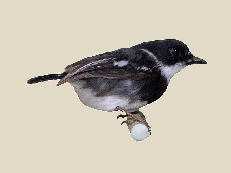 Rwenzori Batis (Batis diops) photo