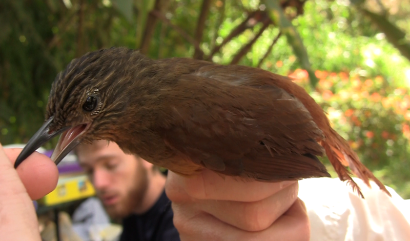 Striped Treehunter (Thripadectes holostictus) photo